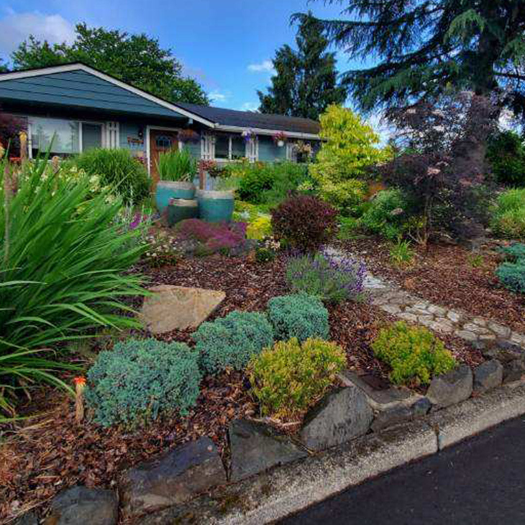 Lush front yard garden with stone pathway and accent stones