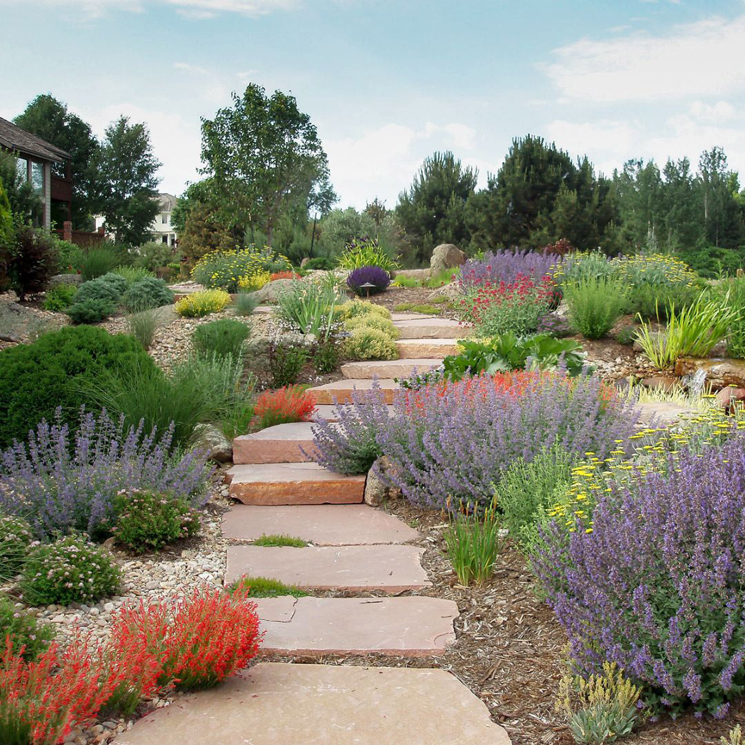 Xeriscape garden with stone steps